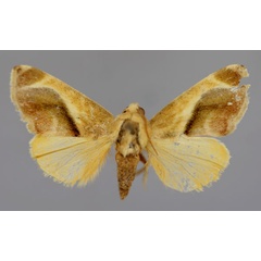 /filer/webapps/moths/media/images/M/metaxantha_Acontia_A_RMCA_01.jpg