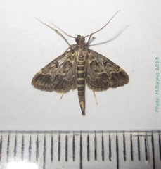 /filer/webapps/moths/media/images/F/fovealis_Duponchelia_A_Bippus.jpg