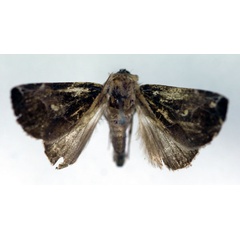 /filer/webapps/moths/media/images/C/cuprea_Westermannia_A_RMCA.jpg