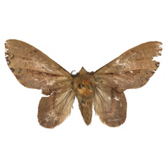 /filer/webapps/moths/media/images/K/kravchenkoi_Typhonoya_PTF_USTTB.jpg