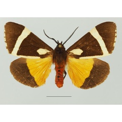 /filer/webapps/moths/media/images/V/vectigera_Fodinoidea_AM_Basquin_02a.jpg