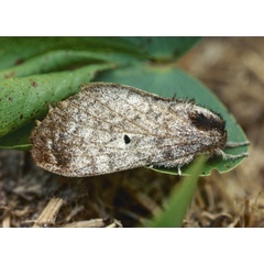 /filer/webapps/moths/media/images/M/meridionalis_Gastroplakaeis_A_Roland_01.jpg