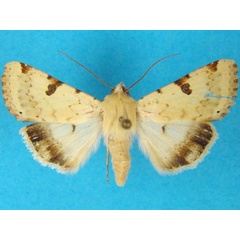 /filer/webapps/moths/media/images/C/charmione_Heliothis_A_Legrain.jpg