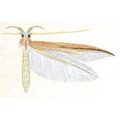 /filer/webapps/moths/media/images/N/narcota_Stagmatophora_HT_Meyrick_6-5.jpg