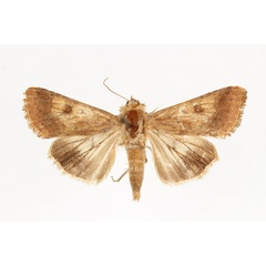 /filer/webapps/moths/media/images/A/armigera_Helicoverpa_AF_RMCA_02.jpg