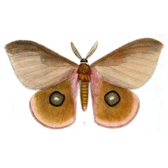 /filer/webapps/moths/media/images/P/pygela_Bunaea_HT_Druce_38-1.jpg