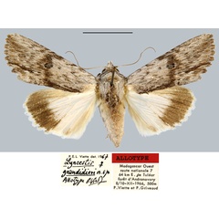 /filer/webapps/moths/media/images/G/grandidieri_Lyncestis_AT_MNHN.jpg