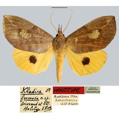 /filer/webapps/moths/media/images/F/formosa_Khadira_HT_MNHN.jpg