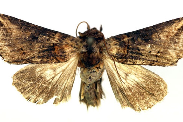 /filer/webapps/moths/media/images/P/pulverea_Abrostola_AM_RMCA.jpg