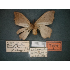 /filer/webapps/moths/media/images/V/vulvornata_Epicampoptera_HT_RMCA_02.jpg