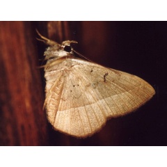 /filer/webapps/moths/media/images/S/subjecta_Taviodes_A_Roland.jpg