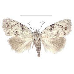 /filer/webapps/moths/media/images/M/magnisignata_Ezishnola_HT_ANHRT.jpg