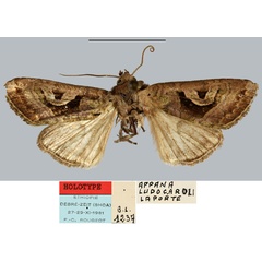 /filer/webapps/moths/media/images/L/ludocaroli_Appana_HT_MNHN.jpg