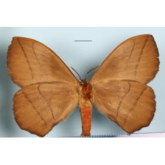 /filer/webapps/moths/media/images/S/sciron_Acrojama_A_MGCLb_01.JPG