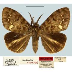 /filer/webapps/moths/media/images/R/radiata_Lymantica_HT_MNHN.jpg