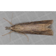 /filer/webapps/moths/media/images/P/partellus_Chilo_A_Heynsa.jpg