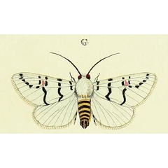 /filer/webapps/moths/media/images/E/eumela_Diaphone_Cramer4_347_G.jpg
