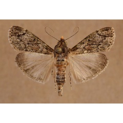 /filer/webapps/moths/media/images/M/melapastalis_Salma_A_Butler_02.jpg