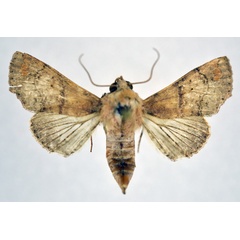 /filer/webapps/moths/media/images/R/rufula_Targallodes_AF_NHMO.jpg
