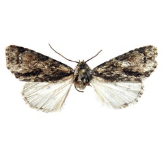 /filer/webapps/moths/media/images/B/behouneki_Berionycta_HT_Behounek.jpg