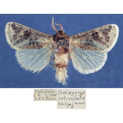 /filer/webapps/moths/media/images/R/reticulata_Salagena_HT_TMSA.jpg