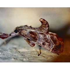 /filer/webapps/moths/media/images/R/rhodinalis_Sacada_A_Roland_01.jpg