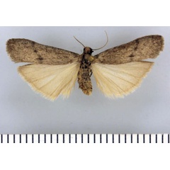 /filer/webapps/moths/media/images/F/fallax_Entephrilema_HT_TMSA.jpg