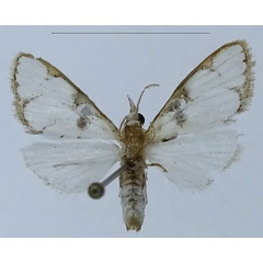 /filer/webapps/moths/media/images/S/seminivea_Cirrhochrista_HT_ZSM.jpg