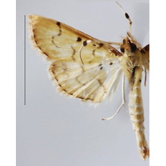 /filer/webapps/moths/media/images/N/nigripalpalis_Herpetogramma_HT_ZSM.jpg