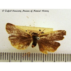 /filer/webapps/moths/media/images/S/sarceola_Eubaphilema_A_OUMNH.jpg