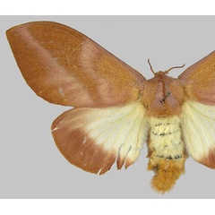 /filer/webapps/moths/media/images/R/redissa_Pallastica_PTF_BMNH.jpg