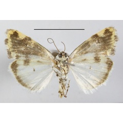 /filer/webapps/moths/media/images/A/apatelia_Emmelia_A_MGCLb_01.JPG