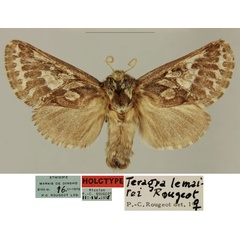 /filer/webapps/moths/media/images/L/lemairei_Teragra_HT_MNHN_xBvsx2e.jpg