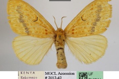 Mylantria xanthospila