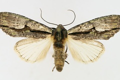 Crionica cervicornis