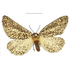 /filer/webapps/moths/media/images/A/anamesa_Nothabraxas_AF_NHMUK.jpg