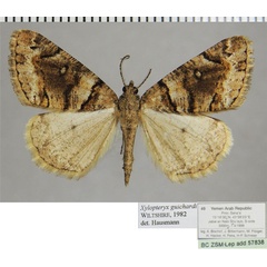 /filer/webapps/moths/media/images/G/guichardi_Xylopteryx_AM_ZSMa.jpg