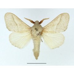 /filer/webapps/moths/media/images/P/pallida_Bombycopsis_AM_Basquin.jpg