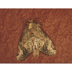 /filer/webapps/moths/media/images/C/curvilinea_Stemmatophalera_A_Roland_01.jpg