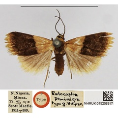 /filer/webapps/moths/media/images/S/seminigra_Eulocastra_HT_NHMUK.jpg