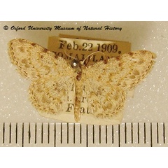 /filer/webapps/moths/media/images/L/luridata_Scopula_A_OUMNH_01.jpg
