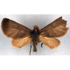 /filer/webapps/moths/media/images/J/jubdoensis_Metarctia_HT_ZSM.jpg