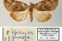 Giaura fumata