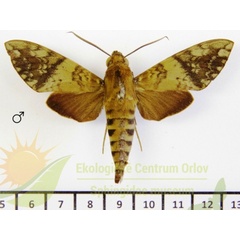 /filer/webapps/moths/media/images/B/bipartita_Nephele_AM_SMCR_01.jpg