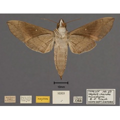 /filer/webapps/moths/media/images/M/microstigma_Nephele_HT_OUMNH_02.jpg