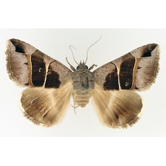 /filer/webapps/moths/media/images/M/monodonta_Grammodes_AM_TMSA.jpg