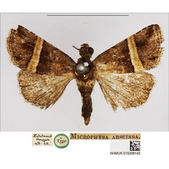 /filer/webapps/moths/media/images/A/abscissa_Microphysa_STM_NHMUK.jpg