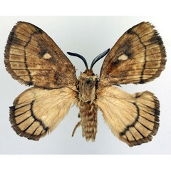 /filer/webapps/moths/media/images/A/albidiscalis_Strigivenifera_AM_Basquin.jpg