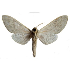 /filer/webapps/moths/media/images/D/dargei_Neoclanis_HT_EMEMb.jpg