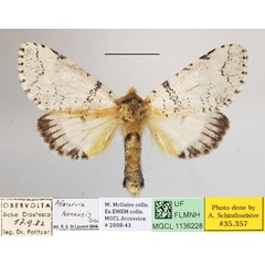 /filer/webapps/moths/media/images/L/leonensis_Afrocerura_AF_MGCLa_02.jpg